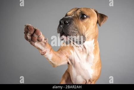 Pattes ! Shar PEI Bullmastiff mix, Royaume-Uni. Banque D'Images