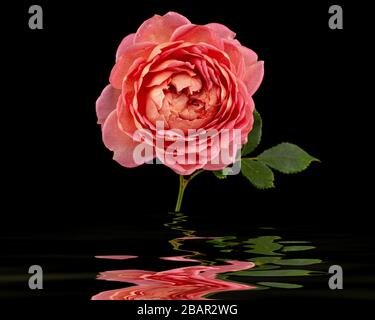 Fleur rose de rose, réflexion sur la surface de l'eau, isolée sur fond noir Banque D'Images
