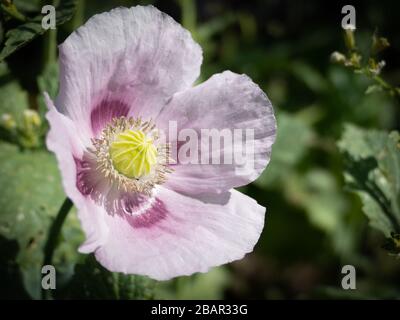 Pavot à opium (Papaver somniferum) clôture de fleurs Banque D'Images