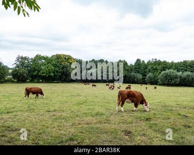 le troupeau de bovins hereford paît dans un pré Banque D'Images