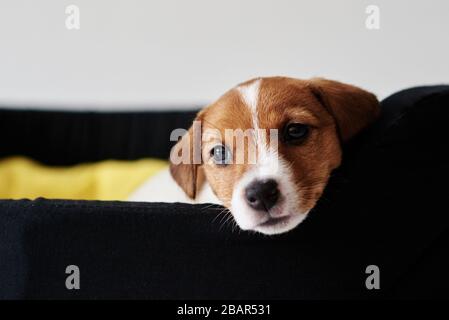 Le chien triste Jack russel terrier se trouve dans le lit Banque D'Images