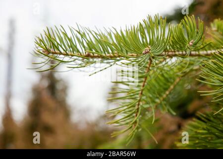 Branche d'épinette avec aiguilles vertes. Branche de conifères de pin . Belle branche d'épinette avec aiguilles de pin. Arbre de Noël dans la nature. Vert épinette. Fermeture de l'épinette. Banque D'Images