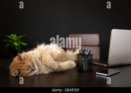 Cat dormant sur le bureau à la maison avec ordinateur portable, smartphone et quelques stylos, plante verte en arrière-plan avec copyspace Banque D'Images