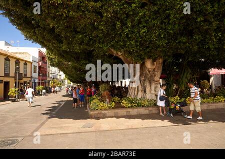 Les touristes marchant sur la Plaza de España avec de grands lauriers indiens (Ficus microcarpa) à Los Llanos (Los Llanos de Aridane, la Palma, îles Canaries, Espagne) Banque D'Images