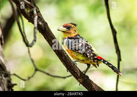 Barbet dégoûté perché sur une branche d'arbres dans le Parc National Kruger, Afrique du Sud Banque D'Images