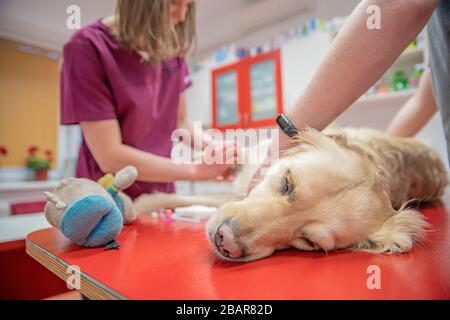 introduction d'une canule pour la collecte de sang dans la patte du chien Banque D'Images