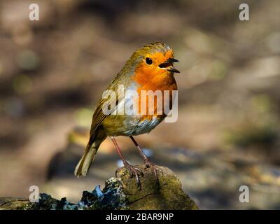 Robin chantant sous le soleil de printemps à Rozelle Park Ayr, en Écosse. Banque D'Images