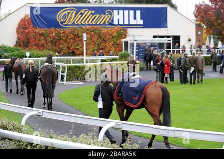 Les chevaux sont marchés autour de l'anneau de parade à l'hippodrome de Kempton Banque D'Images