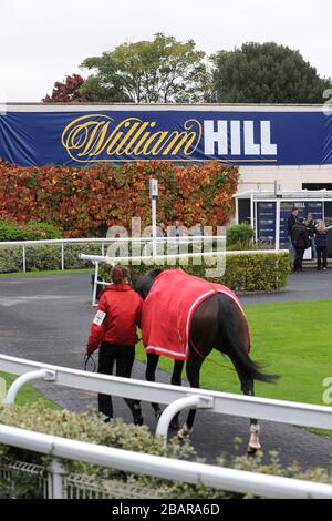 Les chevaux sont marchés autour de l'anneau de parade à l'hippodrome de Kempton Banque D'Images