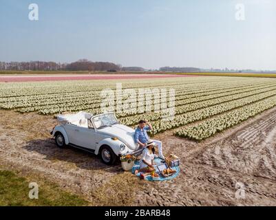 Lisse Pays-Bas avril 2019, une voiture classique et blanche Volkswagen Beetle sur un pré couvert de fleurs dans la région bulbe avec fleurs de printemps fleuries et Banque D'Images