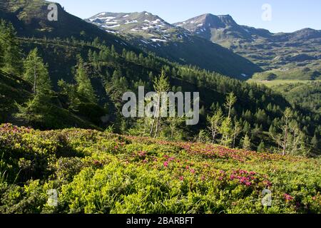 descendre de sirwoltesattel à simplon pass en suisse Banque D'Images