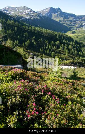 descendre de sirwoltesattel à simplon pass en suisse Banque D'Images