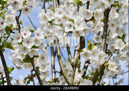 Blossom blanc, Sidcup, Kent. ROYAUME-UNI