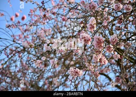 Cerisier Blossom, Sidcup, Kent. ROYAUME-UNI