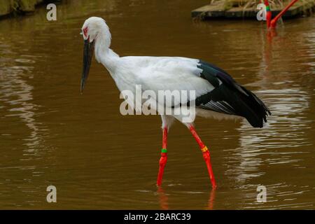 Le porc blanc oriental ou la cigogne orientale (Ciconia boyciana) est un grand oiseau blanc aux plumes d'aile noire de la famille des ciconiidés. Photographe Banque D'Images