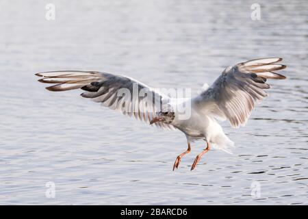 Un mouette à tête noire avec un plumage d'hiver débarquant à la surface d'un lac à Bushy Park, dans l'ouest de Londres Banque D'Images