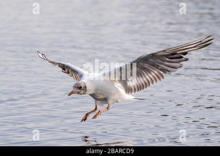 Un mouette à tête noire avec un plumage d'hiver débarquant à la surface d'un lac à Bushy Park, dans l'ouest de Londres Banque D'Images