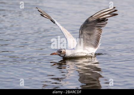 Un mouette à tête noire avec un plumage d'hiver débarquant à la surface d'un lac à Bushy Park, dans l'ouest de Londres Banque D'Images