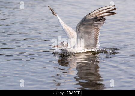 Un mouette à tête noire avec un plumage d'hiver débarquant à la surface d'un lac à Bushy Park, dans l'ouest de Londres Banque D'Images