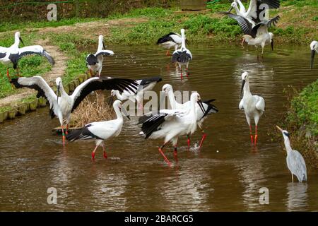 Le porc blanc oriental ou la cigogne orientale (Ciconia boyciana) est un grand oiseau blanc aux plumes d'aile noire de la famille des ciconiidés. Photographe Banque D'Images