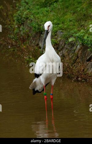Le porc blanc oriental ou la cigogne orientale (Ciconia boyciana) est un grand oiseau blanc aux plumes d'aile noire de la famille des ciconiidés. Photographe Banque D'Images