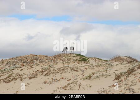 Une paire de mouettes sur les dunes devant un ciel spectaculaire. Sur la plage de Sonwabi, sur la magnifique et large baie de False, près de Cape Town. Afrique du Sud, Afrique Banque D'Images