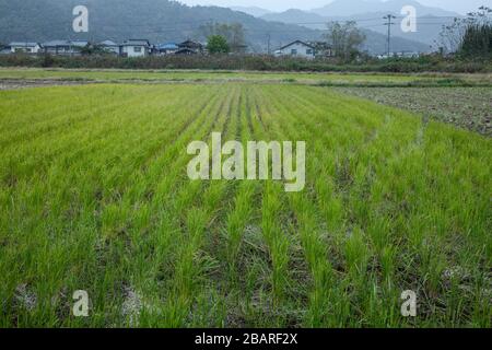 Le riz paddy de Toyooka (Toyooka-shi) est une ville située dans la partie nord de la préfecture de Hyogo, au Japon. La ville a été fondée le 1er avril 1950. Banque D'Images