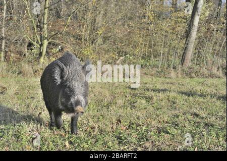 Le sanglier (Sus scrofa) saute la nourriture dans un bois au printemps Belgique Banque D'Images