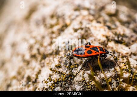 Gros plan de mise au point sélective d'un insecte de feu sur la pierre surface - parfaite pour l'arrière-plan Banque D'Images