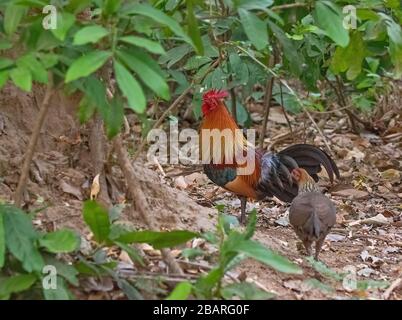 Une paire de chouette de la jungle rouge au parc national de Jim Corbett, Uttarakhand, Inde Banque D'Images