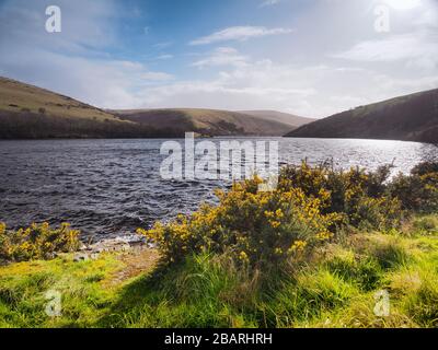 Réservoir Meldon sur la rivière West Okement avec des gorses jaunes et du soleil réfléchissant sur l'eau Parc national Dartmoor, Devon Banque D'Images