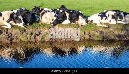 Reflet d'une équipe de vaches noires pied allongé sur la rive d'un ruisseau, heureux se détendre Banque D'Images