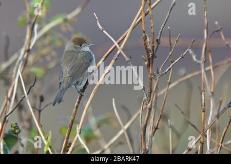 Blackcap (Sylvia atricapilla), femme ou jeune homme, Mainland, Shetland, Écosse, Royaume-Uni. Banque D'Images