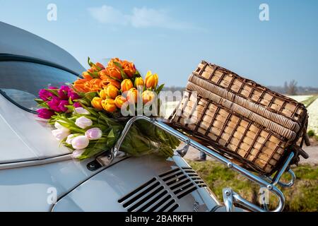 Lisse Pays-Bas avril 2019, une voiture classique et blanche Volkswagen Beetle sur un pré couvert de fleurs dans la région bulbe avec fleurs de printemps fleuries et Banque D'Images