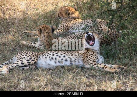 Trois cheetahs (Acinonyx jubatus) se reposant à l'ombre, photographiés en Tanzanie Banque D'Images