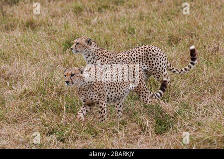 Deux cheetahs d'alerte (Acinonyx jubatus) se prowling. Photographié en Tanzanie Banque D'Images