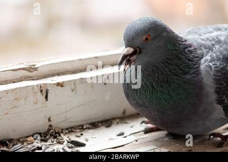 Pigeon urbain manger des graines sur le balcon personnes. Banque D'Images