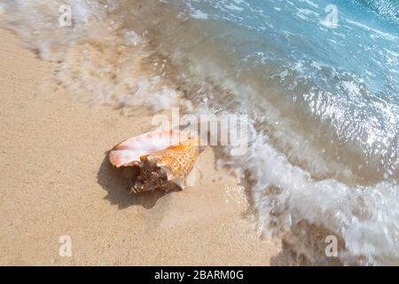 Conch shell sur la plage avec surf, Grand Cayman Island Banque D'Images