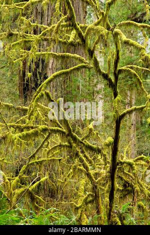 Érable à la vigne le long de Hatton Loop Trail, Jedediah Smith Redwoods State Park, Redwood National Park, Californie Banque D'Images