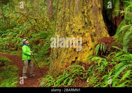 Hatton Loop Trail, parc national de Jedediah Smith Redwoods, parc national de Redwood, Californie Banque D'Images