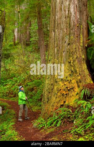 Hatton Loop Trail, parc national de Jedediah Smith Redwoods, parc national de Redwood, Californie Banque D'Images