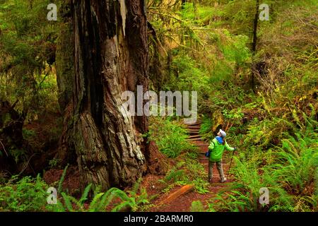 Hatton Loop Trail, parc national de Jedediah Smith Redwoods, parc national de Redwood, Californie Banque D'Images