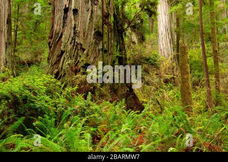 Forêt de séquoias (Sequoia sempervirens) le long de Hatton Loop Trail, parc national Jedediah Smith Redwoods, parc national de Redwood, Californie Banque D'Images