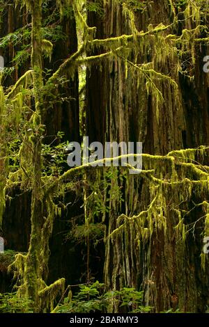 Lichen le long de Hatton Loop Trail, Jedediah Smith Redwoods State Park, Redwood National Park, Californie Banque D'Images