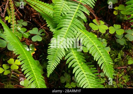 Cerf le long de Hatton Loop Trail, Jedediah Smith Redwoods State Park, Redwood National Park, Californie Banque D'Images