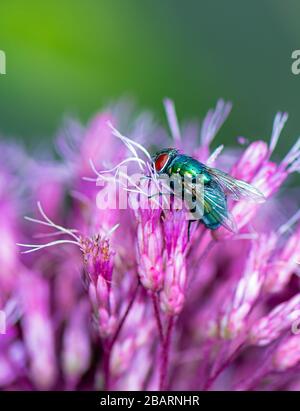 Macro insecte d'un mouche sur une fleur rose Banque D'Images