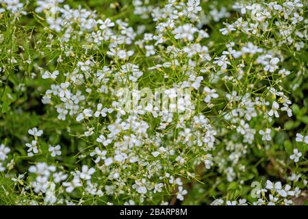 L'Arabis procurrens 'Glacier' diffusion rock cress fleurs, famille : Brassicaceae Banque D'Images