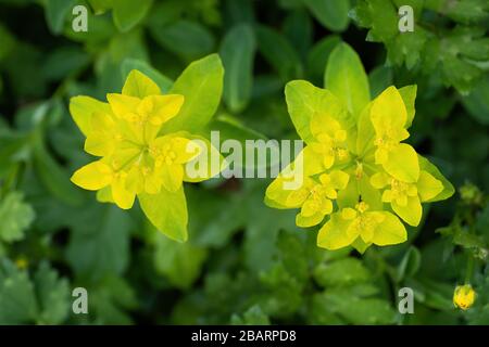 Coussin spul Euphorbia épithymoides (E. polychroma) fleurs jaunes, famille: Euphorbiaceae Banque D'Images