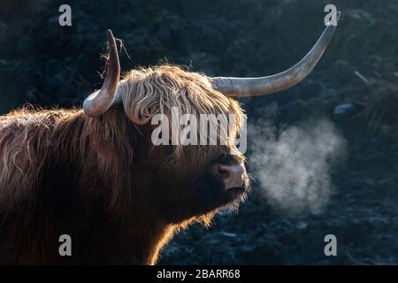 Une vache de montagne tôt dans l'air froid du matin avec son souffle montrant sur l'île de Skye, Hebrides, Ecosse Banque D'Images