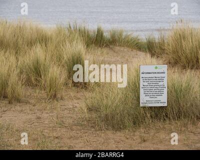 Marram Grass planté sur la plage pour aider à stabiliser le sable, Sutton on Sea, Lincolnshire, Royaume-Uni Banque D'Images